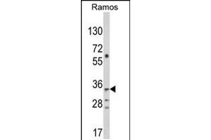 Western blot analysis of C10orf27 Antibody in Ramos cell line lysates (35ug/lane) (C10orf27 抗体  (C-Term))