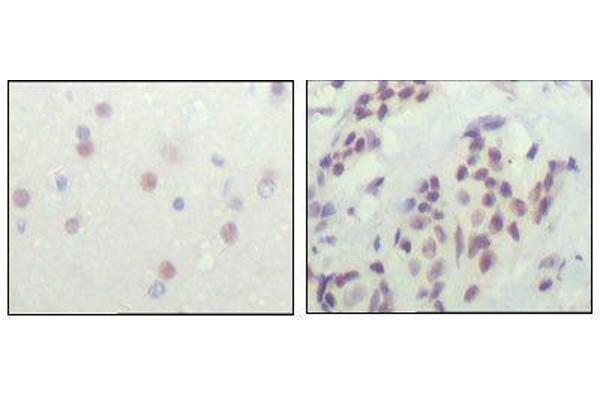 NCOR1 抗体  (AA 1-192)