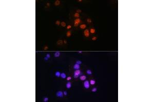 Immunofluorescence analysis of Hep G2 cells using HNF3β/HNF3β/FOX Rabbit mAb (ABIN7267232) at dilution of 1:100 (40x lens). (FOXA2 抗体)