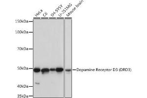 Western blot analysis of extracts of various cell lines, using Dopamine Receptor D3 (DRD3) (DRD3) Rabbit mAb (ABIN7266834) at 1:1000 dilution. (DRD3 抗体)