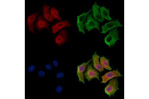 ABIN7094256 and ABIN7098303 staining HepG2 cells by IF/ICC. (GINS3 抗体  (Internal Region))