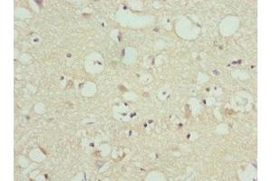 Immunohistochemistry of paraffin-embedded human brain tissue using ABIN7165737 at dilution of 1:100 (FAIM2 抗体  (AA 1-105))