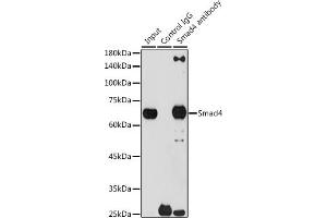 Immunoprecipitation analysis of 300 μg extracts of 293T cells using 3 μg Smad4 antibody (ABIN7270340).