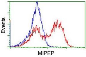 Image no. 2 for anti-Mitochondrial Intermediate Peptidase (MIPEP) (AA 174-516) antibody (ABIN1491017) (MIPEP 抗体  (AA 174-516))