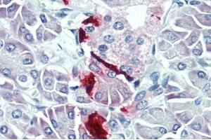 IHC-P analysis of Human Pancreas Tissue. (PPY 抗体  (AA 31-97))