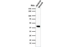 Western Blot Analysis of Skeletal muscle tissue lysate using Muscle Specific Actin Mouse Monoclonal Antibody (HHF35). (ACTA1/ACTA2A/ACTG2 抗体)