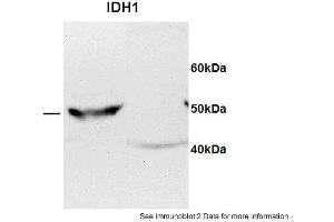 Western Blotting (WB) image for anti-Isocitrate Dehydrogenase 1 (NADP+), Soluble (IDH1) (C-Term) antibody (ABIN2785882)