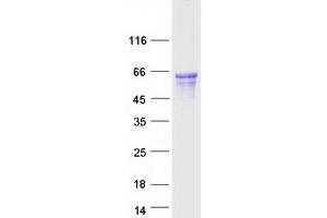Validation with Western Blot (GPR141 Protein (Myc-DYKDDDDK Tag))