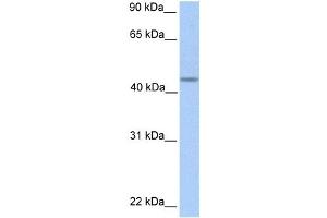 Western Blotting (WB) image for anti-Patatin-Like phospholipase Domain Containing 5 (PNPLA5) antibody (ABIN2459253) (PNPLA5 抗体)