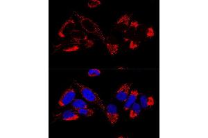 Confocal immunofluorescence analysis of U2OS cells using UQCR10 Polyclonal Antibody (ABIN6132851, ABIN6149956, ABIN6149958 and ABIN6216272) at dilution of 1:100. (UQCR10 抗体  (AA 1-63))
