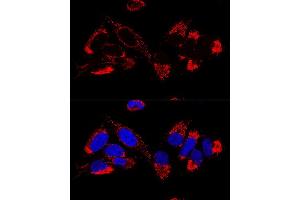 Confocal immunofluorescence analysis of U2OS cells using UQCR10 Polyclonal Antibody (ABIN6132851, ABIN6149956, ABIN6149958 and ABIN6216272) at dilution of 1:100. (UQCR10 抗体  (AA 1-63))