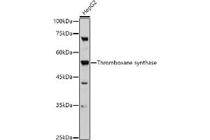 Western blot analysis of extracts of HepG2 cells, using Thromboxane synthase antibody (ABIN6132172, ABIN6148915, ABIN6148917 and ABIN6219149) at 1:500 dilution. (TBXAS1 抗体  (AA 355-534))