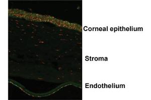 Immunofluorescent staining of human corneal endothelium with OVOL2 polyclonal antibody . (OVOL2 抗体  (AA 2-51))