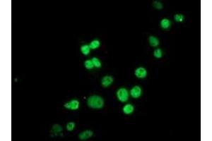 Anti-HES1 mouse monoclonal antibody (ABIN2455356) immunofluorescent staining of COS7 cells transiently transfected by pCMV6-ENTRY HES1 (RC211709). (HES1 抗体)