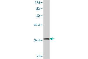 Western Blot detection against Immunogen (34. (Claudin 16 抗体  (AA 1-73))