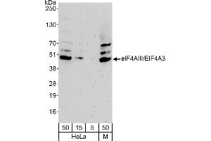 Western Blotting (WB) image for anti-eIF4AIII/EIF4A3 (AA 125-175) antibody (ABIN7453697) (eIF4AIII/EIF4A3 (AA 125-175) 抗体)