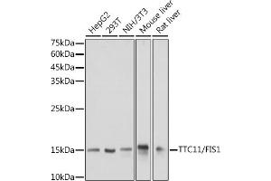 Western blot analysis of extracts of various cell lines, using TTC11/FIS1 antibody (ABIN7267209) at 1:1000 dilution. (Fission 1 抗体)