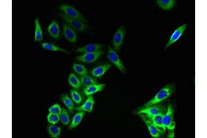 Immunofluorescent analysis of HepG2 cells using ABIN7147817 at dilution of 1:100 and Alexa Fluor 488-congugated AffiniPure Goat Anti-Rabbit IgG(H+L) (CMTM8 抗体  (AA 1-39))