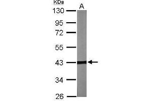 WB Image Sample (30 ug of whole cell lysate) A: NIH-3T3 10% SDS PAGE antibody diluted at 1:2000 (TBCC 抗体)