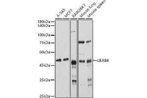 Western blot analysis of extracts of various cell lines, using LILRB4 antibody (ABIN6131872, ABIN6143221, ABIN6143222 and ABIN6222869) at 1:1000 dilution. (LILRB4 抗体  (AA 22-259))