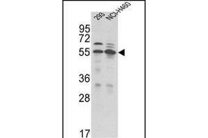 Western blot analysis of TRSS2 Antibody (N-term) (ABIN391563 and ABIN2841502) in 293, NCI- cell line lysates (35 μg/lane). (TMPRSS2 抗体  (N-Term))