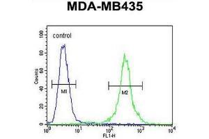 CCR8 Antibody (C-term) flow cytometric analysis of MDA-MB435 cells (right histogram) compared to a negative control cell (left histogram). (CCR8 抗体  (C-Term))