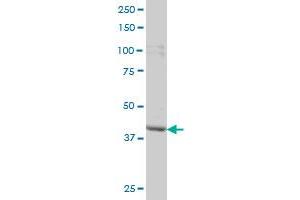PBK monoclonal antibody (M04), clone 3F7 Western Blot analysis of PBK expression in HeLa . (PBK 抗体  (AA 1-322))