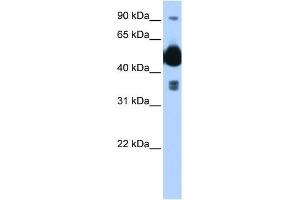 FICD antibody used at 0. (FICD 抗体  (C-Term))