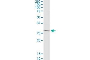 Western Blotting (WB) image for anti-OTU Domain, Ubiquitin Aldehyde Binding 2 (OTUB2) (AA 1-234) antibody (ABIN949625)