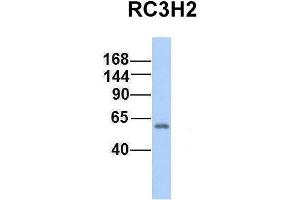 Host:  Rabbit  Target Name:  RC3H2  Sample Type:  Human Fetal Lung  Antibody Dilution:  1. (RC3H2 抗体  (Middle Region))