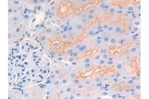 Detection of CD10 in Rat Kidney Tissue using Polyclonal Antibody to Neprilysin (CD10) (MME 抗体  (AA 286-428))