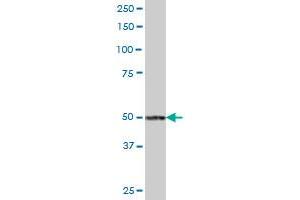 RSAFD1 MaxPab polyclonal antibody. (TYW1 抗体  (AA 1-384))