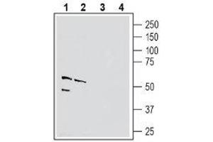 Western blot analysis of mouse brain membranes (lanes 1 and 3) and rat lung lysate (lanes 2 and 4): - 1-2. (PVRL4 抗体  (Extracellular, N-Term))