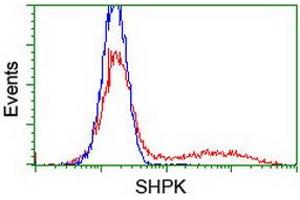 HEK293T cells transfected with either RC204421 overexpress plasmid (Red) or empty vector control plasmid (Blue) were immunostained by anti-SHPK antibody (ABIN2454880), and then analyzed by flow cytometry. (SHPK 抗体)