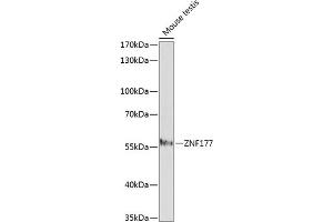 Western blot analysis of extracts of mouse testis, using ZNF177 antibody (ABIN7271461) at 1:1000 dilution. (ZNF177 抗体  (AA 50-110))