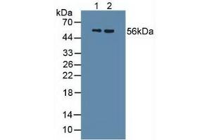 Figure. (Uromodulin 抗体  (AA 334-589))
