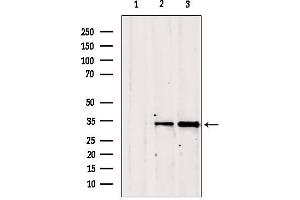 Western blot analysis of extracts from various samples, using GOLPH3 antibody. (GOLPH3 抗体  (C-Term))