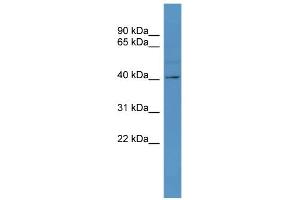 WB Suggested Anti-TAAR5 Antibody Titration: 0. (TAAR5 抗体  (C-Term))