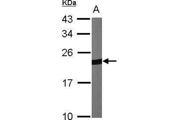 Peroxiredoxin 1 抗体