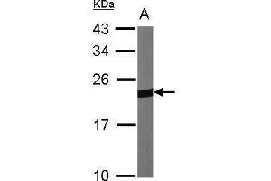 WB Image Sample (30 ug of whole cell lysate) A:NIH-3T3 12% SDS PAGE antibody diluted at 1:1000 (Peroxiredoxin 1 抗体)