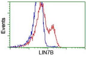 HEK293T cells transfected with either RC205598 overexpress plasmid (Red) or empty vector control plasmid (Blue) were immunostained by anti-LIN7B antibody (ABIN2453236), and then analyzed by flow cytometry. (LIN7B 抗体)