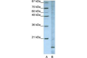 Western Blotting (WB) image for anti-Apolipoprotein O (APOO) antibody (ABIN2462300) (APOO 抗体)