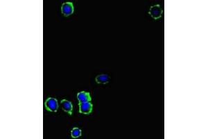 Immunofluorescent analysis of MCF-7 cells using ABIN7157751 at dilution of 1:100 and Alexa Fluor 488-congugated AffiniPure Goat Anti-Rabbit IgG(H+L) (KYNU 抗体  (AA 99-214))