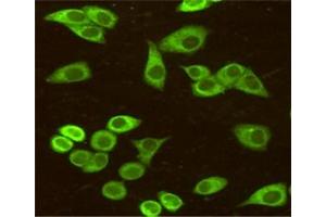 Immunocytochemistry staining of HeLa cells fixed with 4 % Paraformaldehyde and using anti-BiP/GRP78 (C-terminus) mouse mAb (dilution 1:50). (GRP78 抗体  (C-Term))