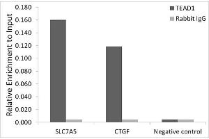 Chromatin immunoprecipitation analysis of extracts of HepG2 cells, using TE antibody (ABIN7270754) and rabbit IgG. (TEAD1 抗体)