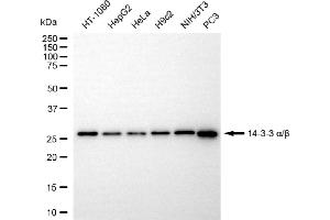 Western blotting analysis using 14-3-3 alpha/beta antibody (ABIN7797408).