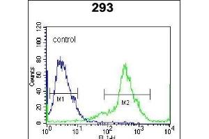 Kallikrein 6 (KLK6) Antibody (Center) Antibody (ABIN652196 and ABIN2840742) flow cytometric analysis of 293 cells (right histogram) compared to a negative control cell (left histogram). (Kallikrein 6 抗体  (AA 126-156))