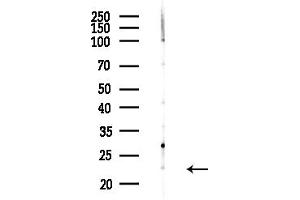 Western blot analysis of lysates from  cells(heat-shock,45 min treatment), using ALR Antibody at 1/1000 dilution.