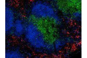 Immunofluorescence (IF) image for anti-Egf-Like Module Containing, Mucin-Like, Hormone Receptor-Like 1 (EMR1) antibody (Alexa Fluor 594) (ABIN2656843) (F4/80 抗体  (Alexa Fluor 594))