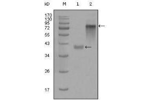 Western blot analysis using KRT19 mouse mAb against truncated KRT19-His recombinant protein (1) and full-length KRT19(aa1-400)-hIgGFc transfected CHO-K1 cell lysate(2).